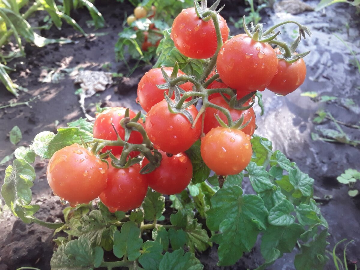 Творим красоту: как выращивать декоративные овощи в контейнерах