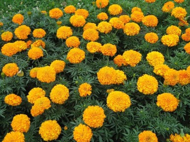 ��� �������� �������� � ������ � �����������: ������� �������� �������