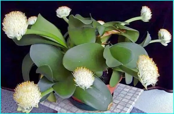 Гемантус: экзотическая красота, которая украсит ваш дом