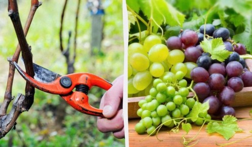 ������ �� ����������: ��� ���������� ������� ������ � ������� ������� � ���������