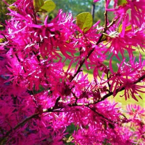 ������ �������� ����: ����� ������ ������ ����