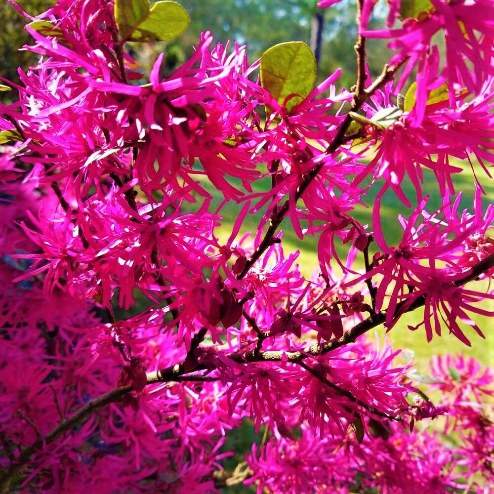 Дерево шелковых лент: яркий акцент вашего сада