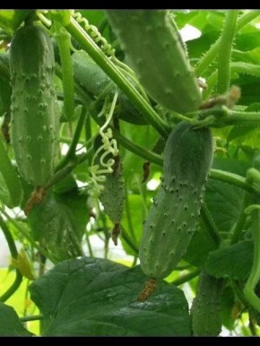 ������ ��������: ��� �������� ��������� ������ � ����� ��������