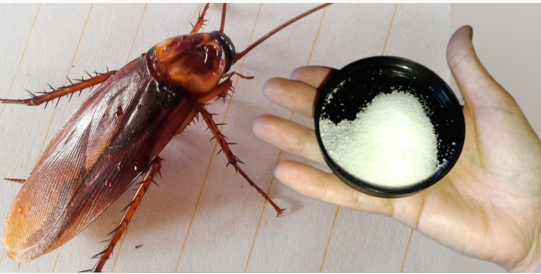 Как навсегда избавиться от тараканов: эффективные методы и полезные советы