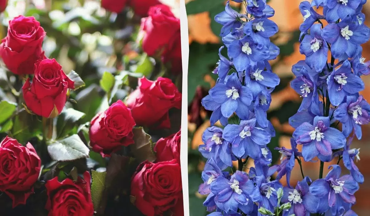 Как создать идеальное соседство для роз: 7 лучших растений для вашего сада