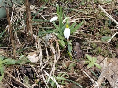 Весна в теплице: как оживает сад в марте