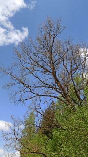 ��� ������� ����������� ����������: ������� ������������ � ���������� ���������