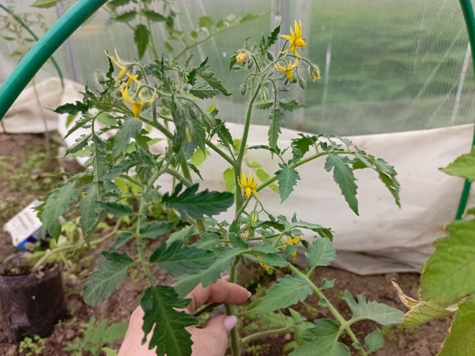��� ������ ������� �������� �������: ������� ��������� �����
