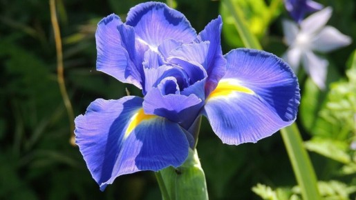 Как добиться яркого и пышного цветения ирисов
