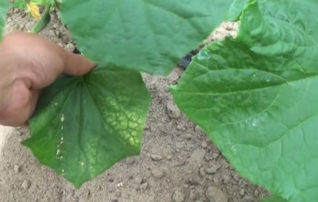 Вредители огурцов: как с ними бороться