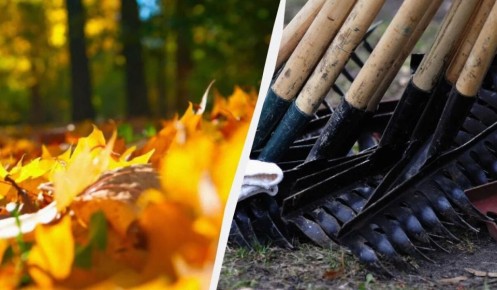 Почему опавшие листья – это не просто мусор, а важный элемент экосистемы