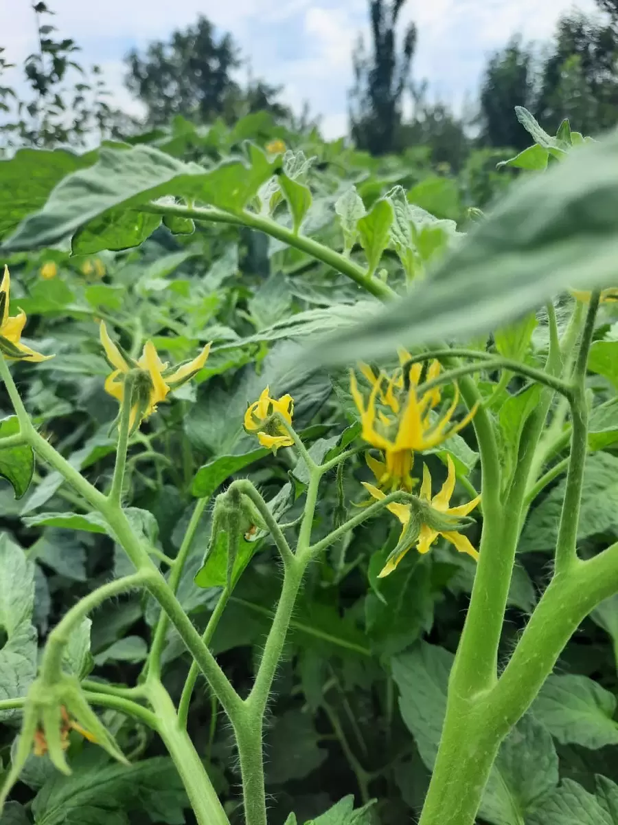 Муравьи и тайна увядающих томатов: как незваные гости влияют на урожай