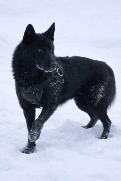 УМВД России по Кировской области в соответствии со ст. 14 Федерального закона от 27.12.2018 № 498-ФЗ «Об ответственном обращении с животными и о внесении изменений в отдельные законодательные акты Российской Федерации»...