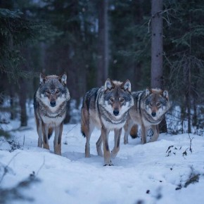 � ������ 2026 ���� � ��������� ������� ������ 144 �����