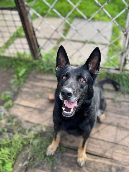 УМВД России по Кировской области в соответствии со ст. 14 Федерального закона от 27.12.2018 № 498-ФЗ «Об ответственном обращении с животными и о внесении изменений в отдельные законодательные акты Российской Федерации»... УМВД России по Кировской области в соответствии со ст. 14 Федерального закона от 27.12.2018 № 498-ФЗ «Об ответственном обращении с животными и о внесении изменений в отдельные законодательные акты Российской Федерации»...