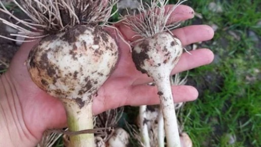 �������� ��������� �������: ��������� ������ ��� ���������� �������