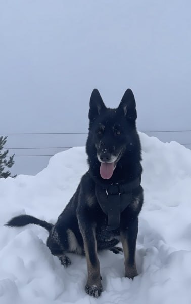 УМВД России по Кировской области в соответствии со ст. 14 Федерального закона от 27.12.2018 № 498-ФЗ «Об ответственном обращении с животными и о внесении изменений в отдельные законодательные акты Российской Федерации»... УМВД России по Кировской области в соответствии со ст. 14 Федерального закона от 27.12.2018 № 498-ФЗ «Об ответственном обращении с животными и о внесении изменений в отдельные законодательные акты Российской Федерации»...