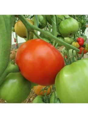 ����� ���������� ������: ������������� ���� � �������� ������� ��� ������