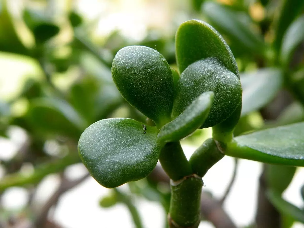 Как обрезка денежного дерева поможет ему выглядеть здорово и привлекательно