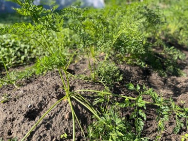 ������� ���������� ������: ��� ��������� ������� � ��� � �������