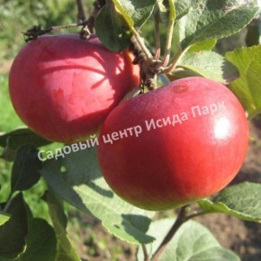 ������ �������: ��������� ����� ��� ������ ����