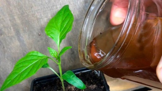 Как простая подкормка помогла рассаде за три дня