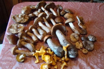 Летние грибы: разочарование или надежда на удачу?