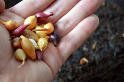 ��� ��������� ������� ���: ������� �������� ���������