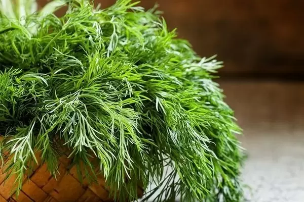 Секреты успешного выращивания укропа сорта Император: советы и особенности