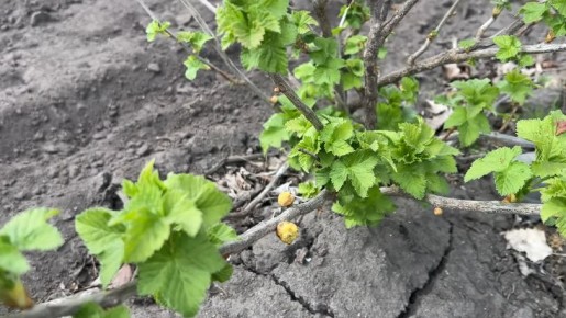 ���������� ������ ��������� �� ��������� �����