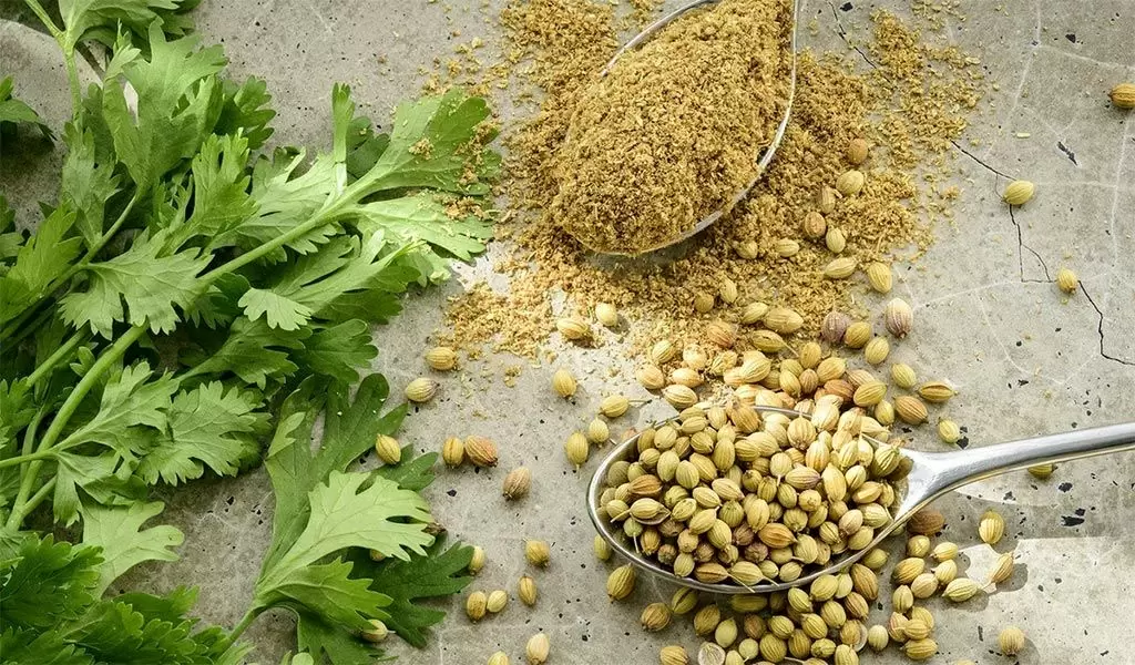 Кориандр: специя, которую невозможно не заметить