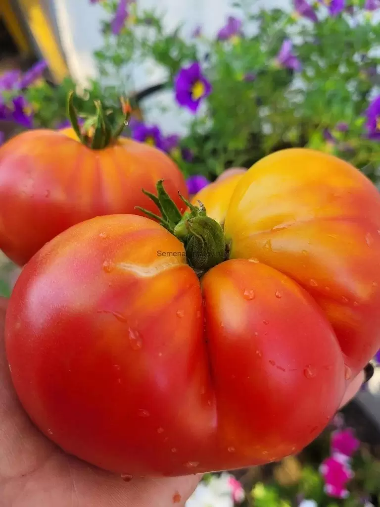 Секреты успешного выращивания томата Семиречье биколор: все, что нужно знать