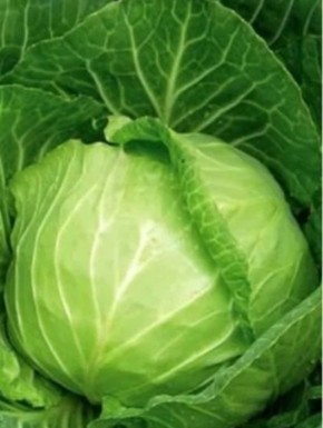 Ранние сорта капусты: как быстро получить витаминный урожай