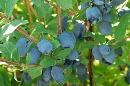 жидкие ягодные сокровища: жимолость бореал бьюти привлекает все больше садоводов