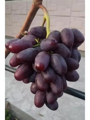 Виноград Алвика: секреты успешного выращивания этого сильнорослого сорта