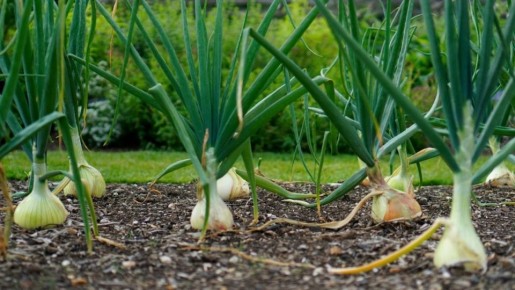 Как вырастить крупный лук: проверенные советы, которые увеличат урожай
