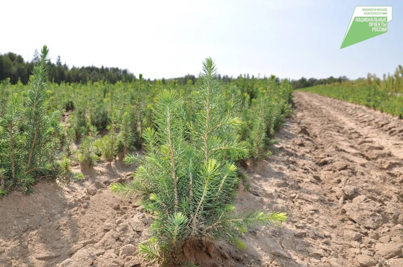 В Кировской области в этом году восстановят 39 тысяч гектаров леса
