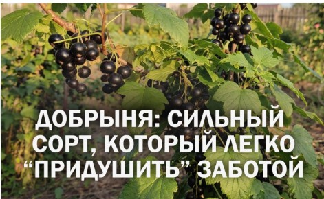 Как правильно сажать смородину Добрыня: избегаем распространенных ошибок