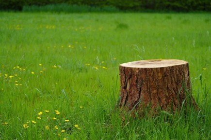 Умный способ избавиться от старого пня на даче без лишних усилий