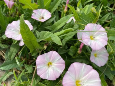 Как эффективно бороться с живучим вьюнком и избавить свой огород от березки