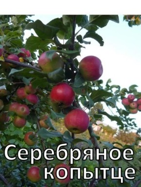 ������ ���������� �������: ����������� ����� � ������������ � ������� ��������