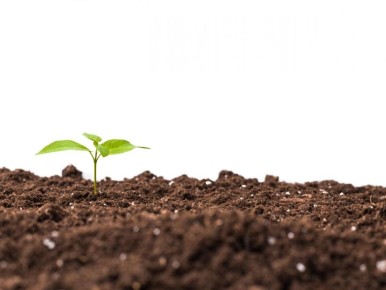 Определяем кислотность почвы с помощью простых средств