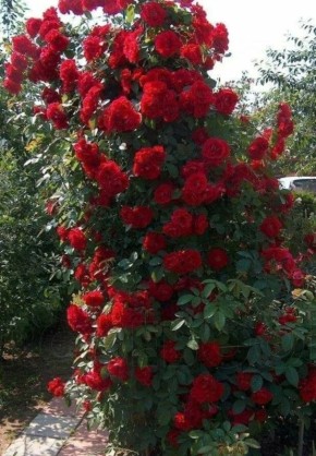 ��� ��������� ������ ���� �� ����: ������ � ������������