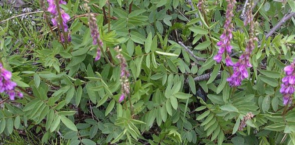 ��� �������� ������� �� ������ �������: ����������� ������ � ��������