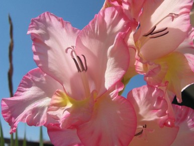 ������ ���������� ������ ���� �����������������