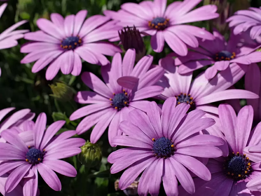 Цветы для рассады в марте: яркие идеи для вашего сада