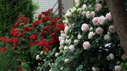 Как простые средства вернули жизнь розам: удивительный рецепт поддержки
