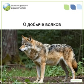 Сезон охоты на волка завершился 31 марта