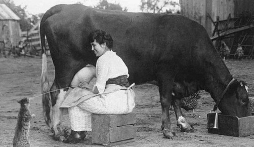 Береза — уникальный источник питания и здоровья