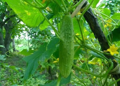 ������, ������� ������ ��������� ��������� ������